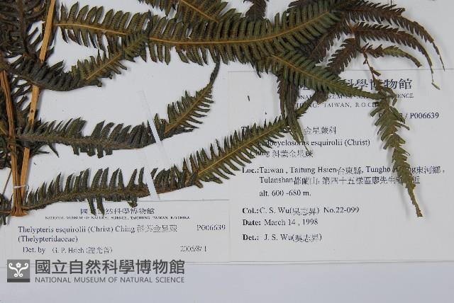 斜葉金星蕨藏品圖，第2張