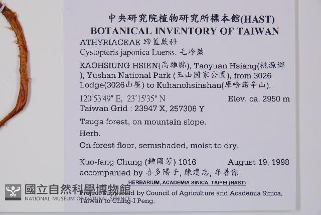 毛冷蕨藏品圖，第2張