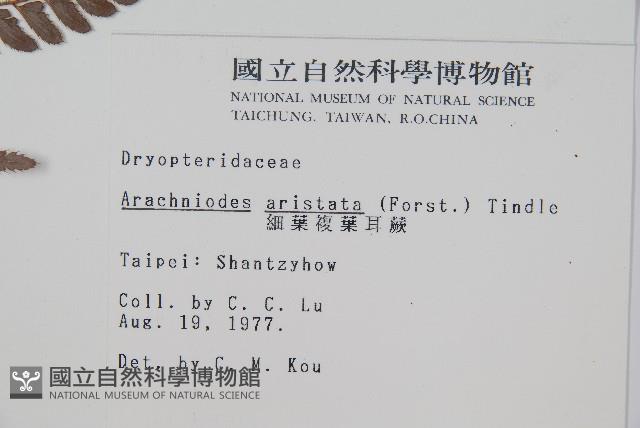 細葉複葉耳蕨藏品圖，第2張