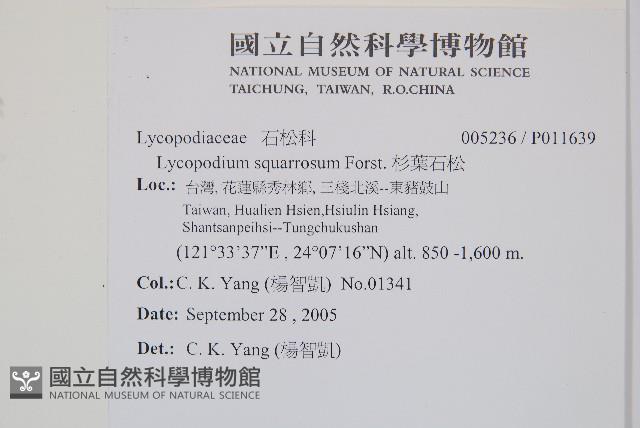 杉葉石松藏品圖，第2張