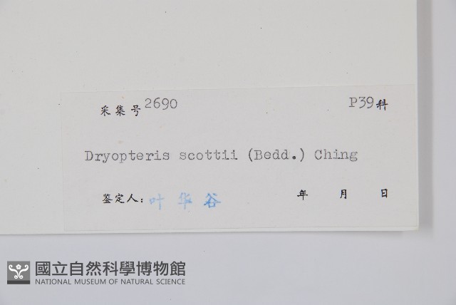 史氏鱗毛蕨藏品圖，第2張