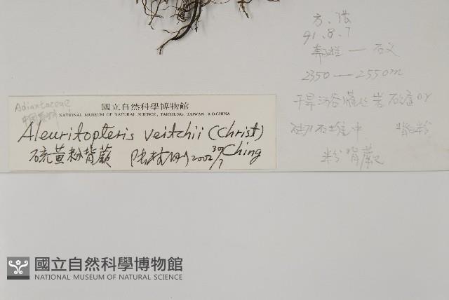 硫黃粉背蕨藏品圖，第2張