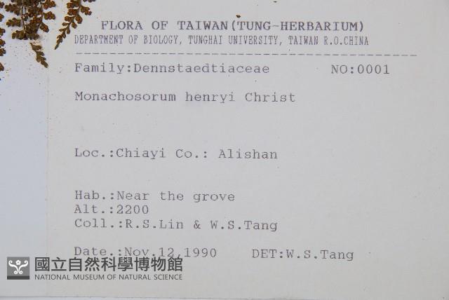 稀子蕨藏品圖，第5張