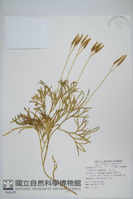 地刷子藏品圖，第1張