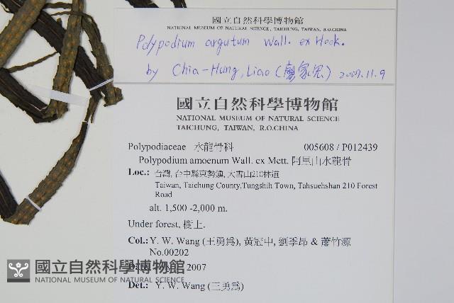 箭葉水龍骨、擬水龍骨藏品圖，第2張