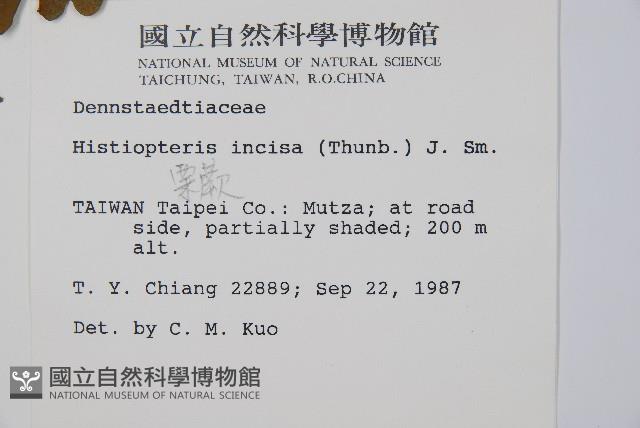 栗蕨藏品圖，第2張