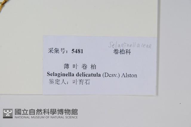 全緣卷柏藏品圖，第2張