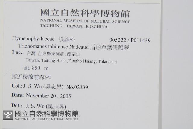 盾形單葉假脈蕨藏品圖，第2張