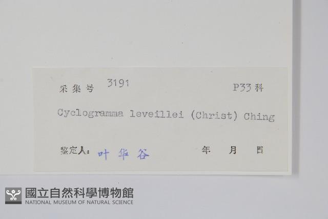 狹基鉤毛蕨藏品圖，第2張