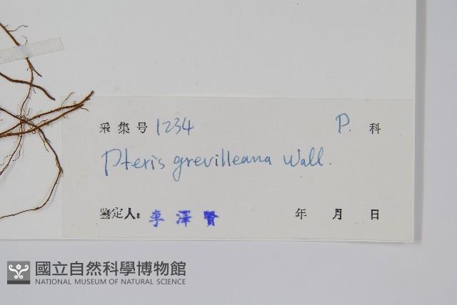 翅柄鳳尾蕨藏品圖，第2張