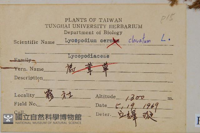 石松藏品圖，第2張