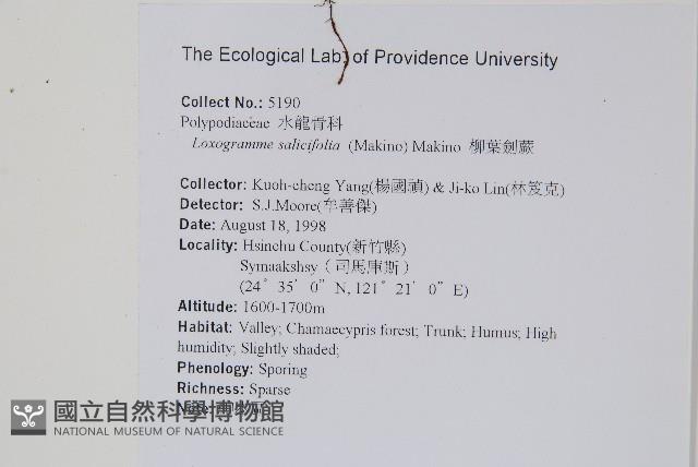 柳葉劍蕨藏品圖，第2張