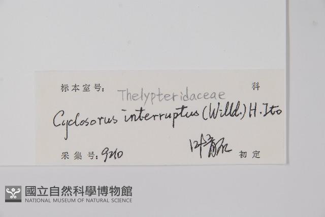 鐵毛蕨、毛蕨藏品圖，第2張