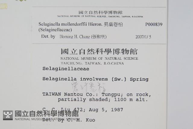 異葉卷柏藏品圖，第2張