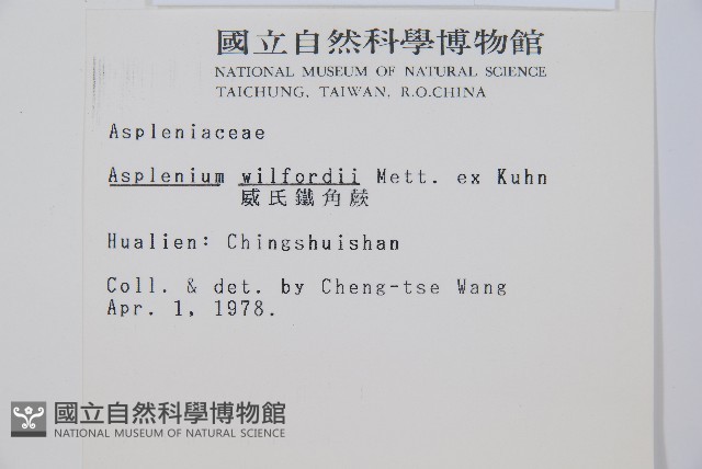 威氏鐵角蕨藏品圖，第2張