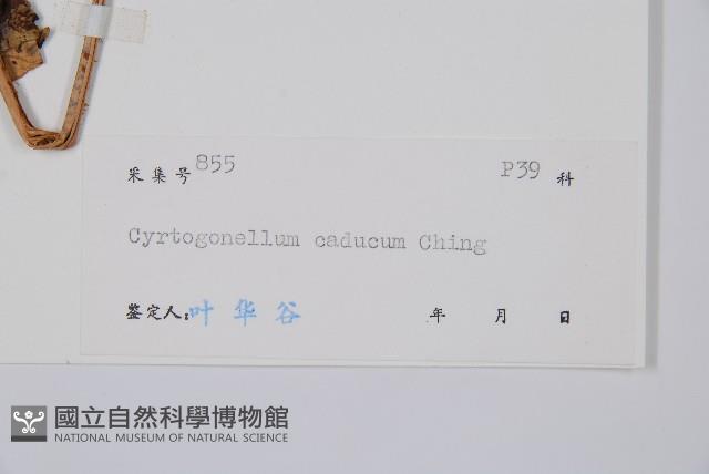 离脈柳葉蕨藏品圖，第2張