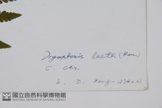 華北鱗毛蕨藏品圖，第2張