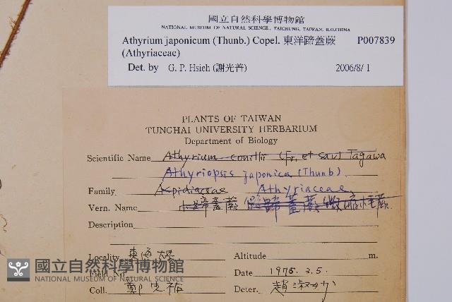 東洋蹄蓋蕨藏品圖，第2張