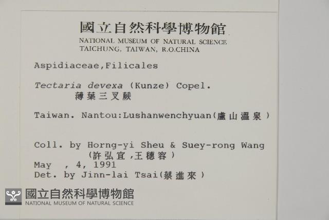 薄葉三叉蕨藏品圖，第2張