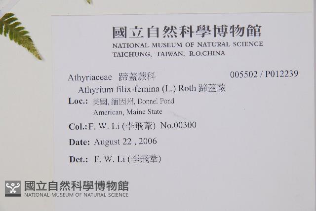 蹄蓋蕨藏品圖，第2張