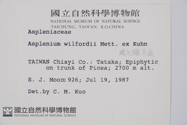 威氏鐵角蕨藏品圖，第2張