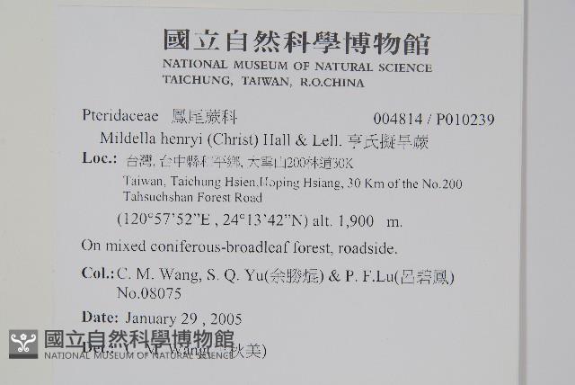 亨氏擬旱蕨藏品圖，第2張