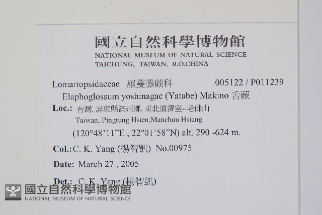 舌蕨藏品圖，第2張