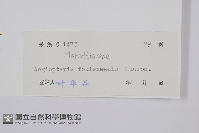 福建蓮座蕨藏品圖，第2張