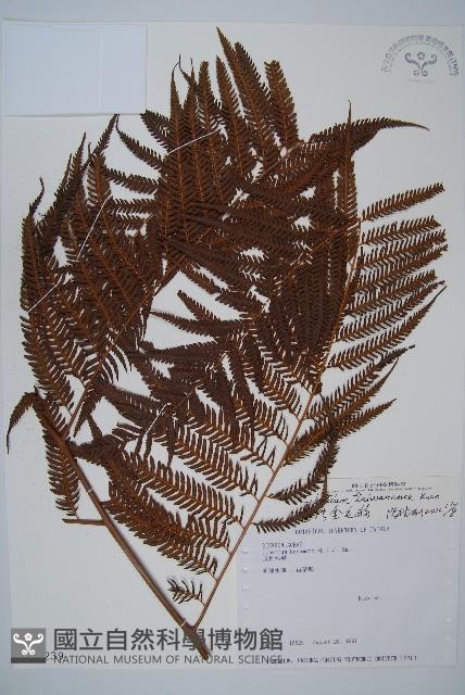 臺灣金狗毛蕨藏品圖，第4張