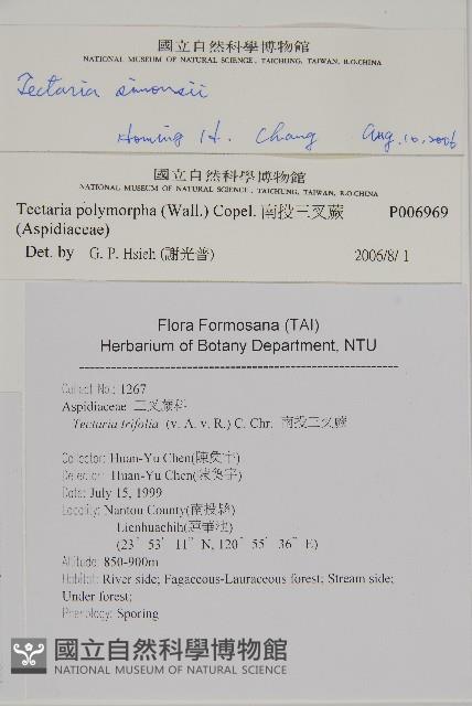 紫柄三叉蕨藏品圖，第2張