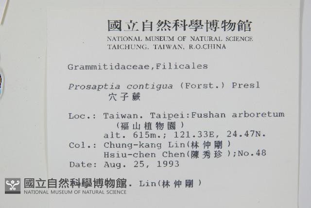 穴子蕨藏品圖，第2張