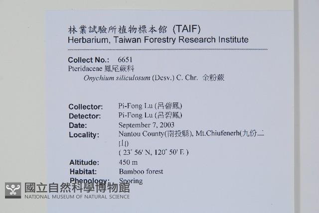 金粉蕨藏品圖，第2張