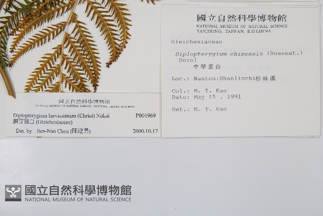 鱗芽裡白藏品圖，第2張