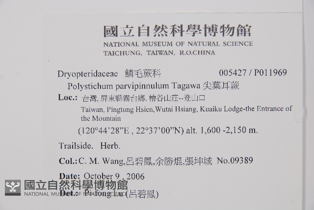 尖葉耳蕨藏品圖，第2張