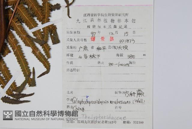 方桿蕨藏品圖，第2張