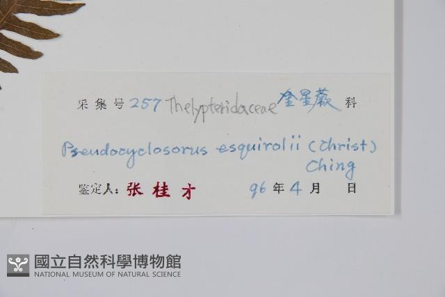 假毛蕨藏品圖，第2張