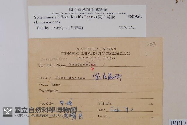 闊片烏蕨藏品圖，第2張