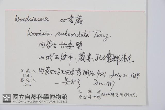 心岩蕨藏品圖，第1張