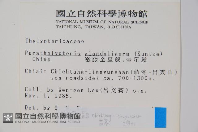 密腺副金星蕨藏品圖，第2張