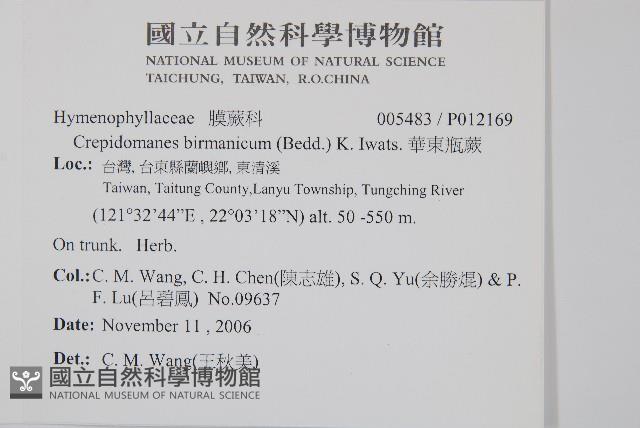 華東瓶蕨藏品圖，第2張