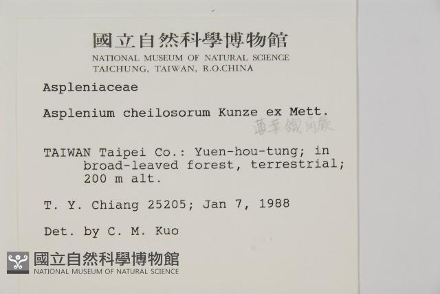 薄葉孔雀鐵角蕨、邊孢鐵角蕨藏品圖，第2張