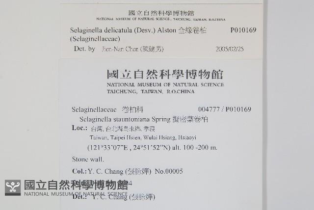 全緣卷柏藏品圖，第2張