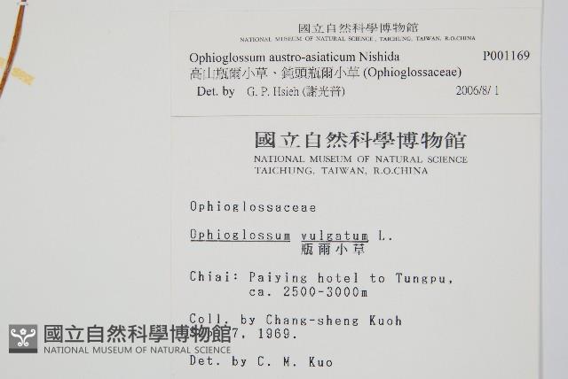 高山瓶爾小草、鈍頭瓶爾小草藏品圖，第2張