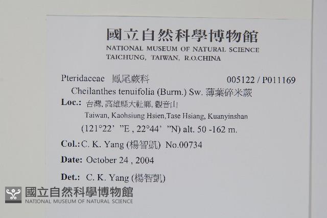 薄葉碎米蕨藏品圖，第2張