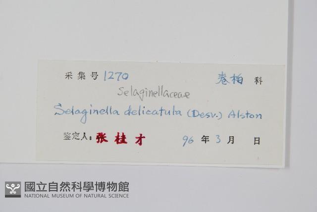 全緣卷柏藏品圖，第2張