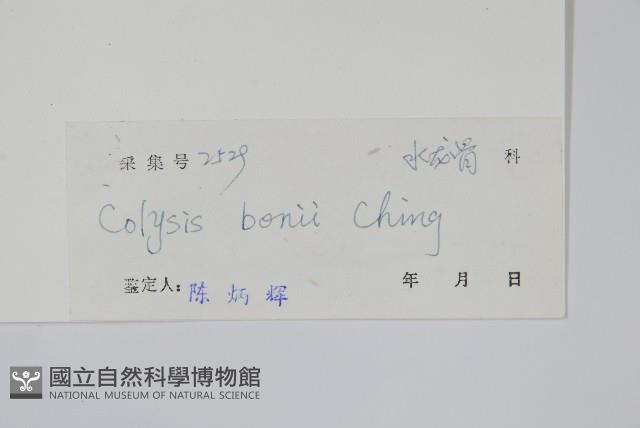 瓊越線蕨藏品圖，第2張