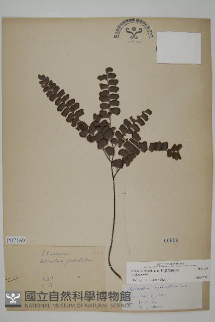 扇葉鐵線蕨藏品圖，第1張