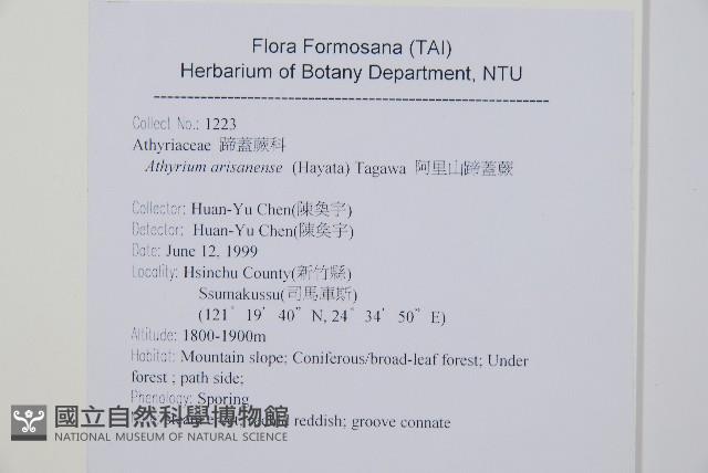 山蹄蓋蕨藏品圖，第2張