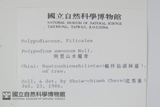 阿里山水龍骨藏品圖，第2張