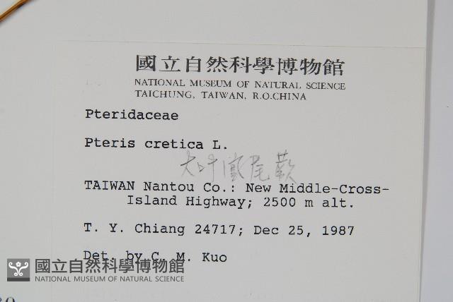 大葉鳳尾蕨藏品圖，第2張